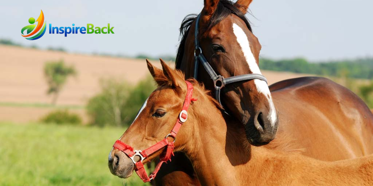 horse breeding
