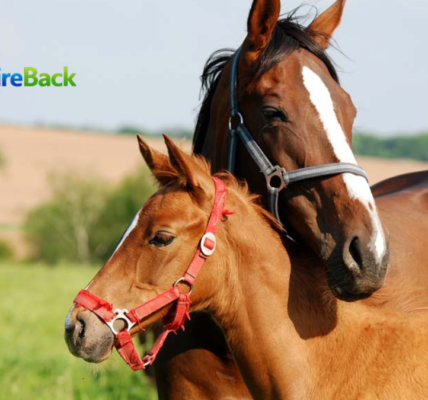 horse breeding