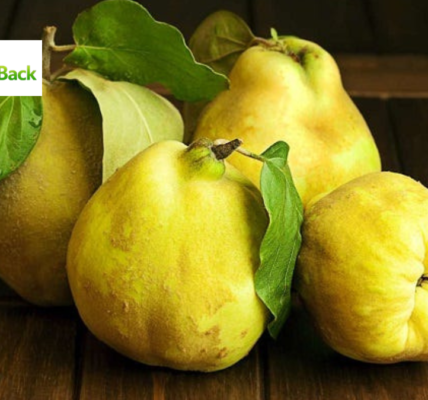 quince fruit